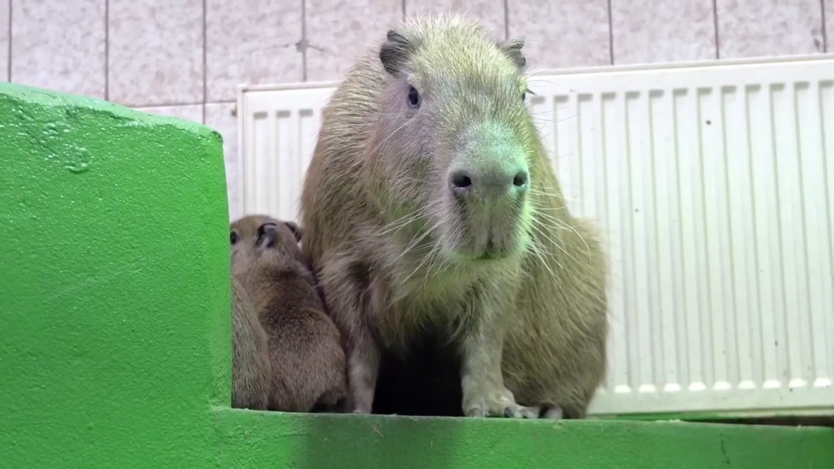 Малая с новорождёнными малышами. Обложка © t.me / Московский зоопарк