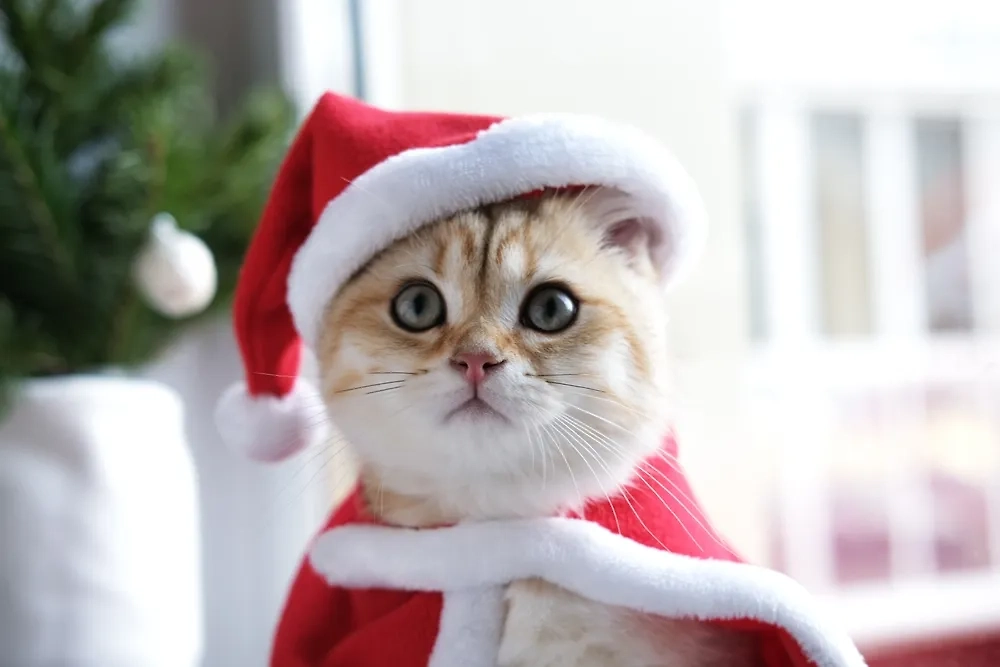 2 января отмечается Новый мяу-год у кошек. Фото © Shutterstock