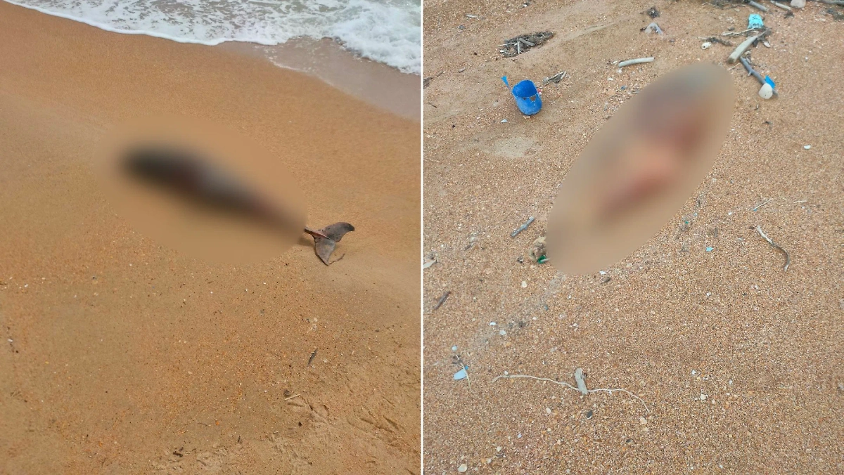 40 мёртвых краснокнижных дельфинов выбросило на пляж в Анапе. Фото © Telegram / Вячеслав Ревун