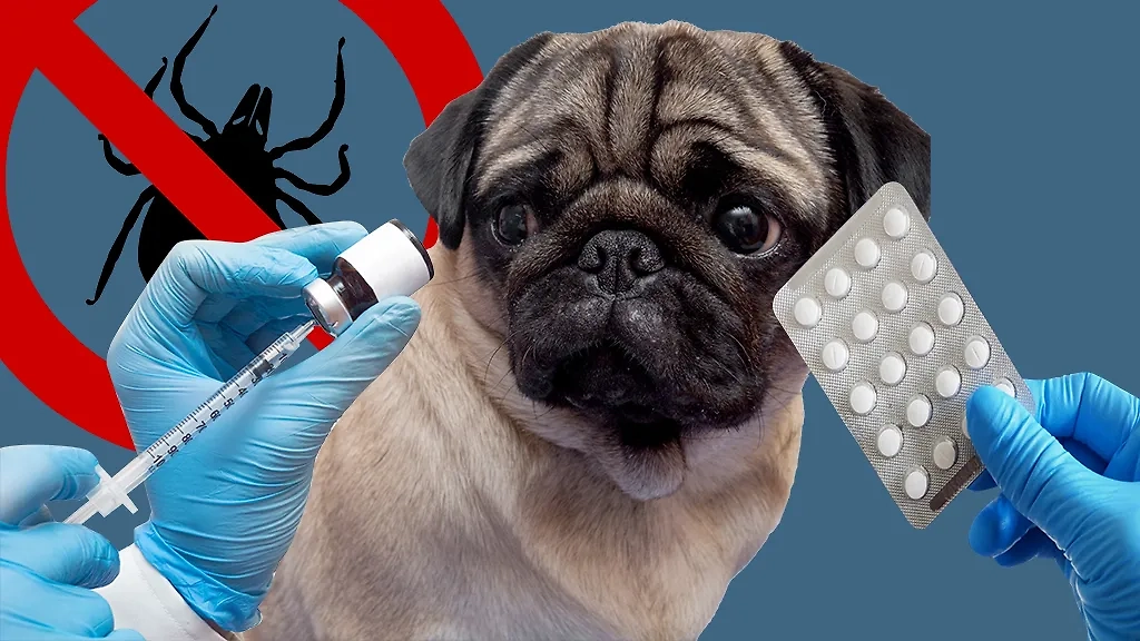 Сейчас самое время готовить питомца к сезону клещей. Любители кошек и собак знают, что противопаразитарная вакцина бывает в таблетках, каплях и в виде специального ошейника. Коллаж © Life.ru. Фото © Shutterstock / FOTODOM