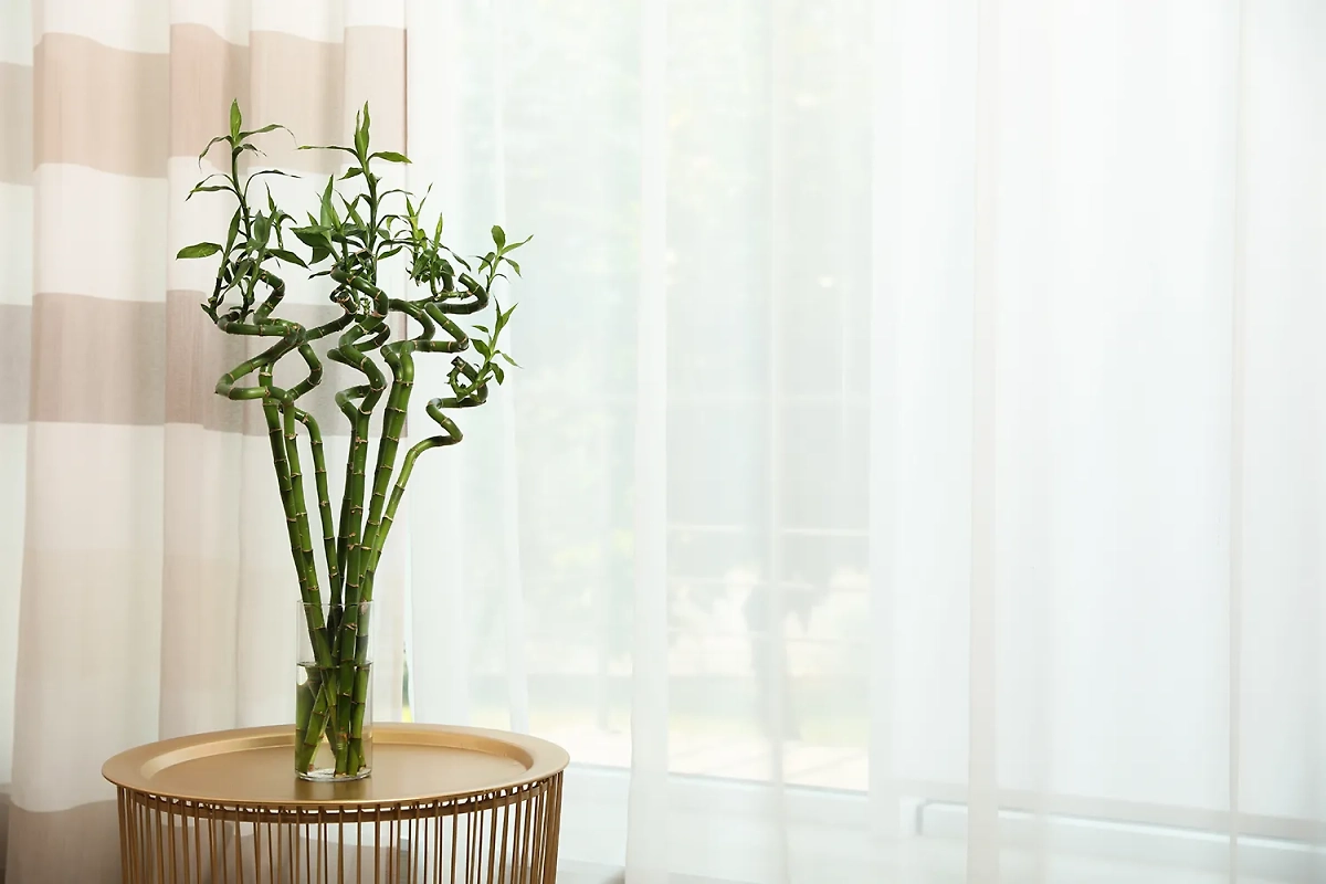 Растения, помогающие похудеть: какие элементы по фэншуй должны быть на кухне для достатка в жизни? Фото © Shutterstock / FOTODOM