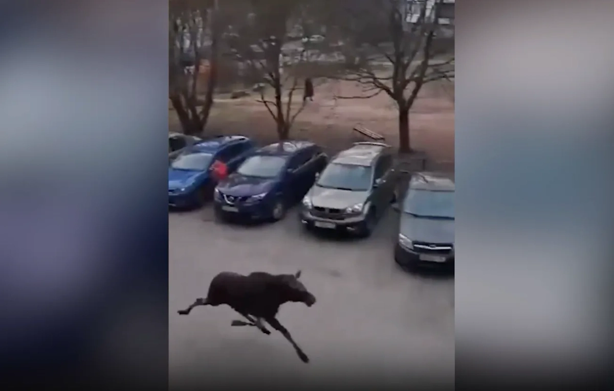 Лось бегал по улицам Выборга. Обложка © Telegram / Топ новости Петербурга