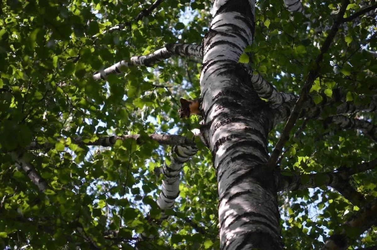 Берёза. Фото Telegram / Природа Москвы