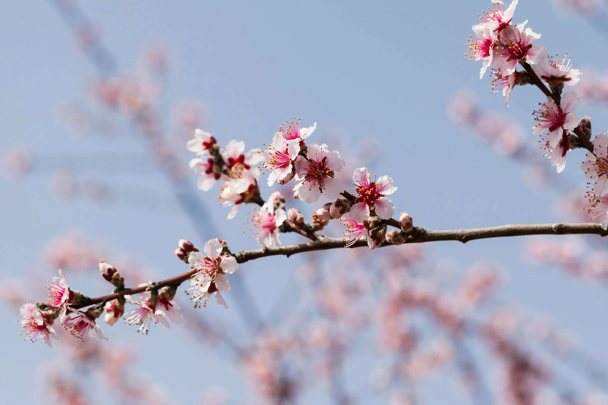 Чтобы вырастить сакуру на даче, нужно выбирать зимостойкий сорт. Обложка © Freepik