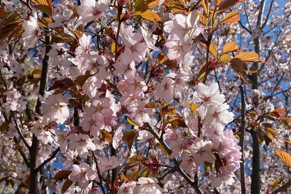 Сакура в Аптекарском огороде. Обложка © VK / Ботанический сад | Аптекарский огород