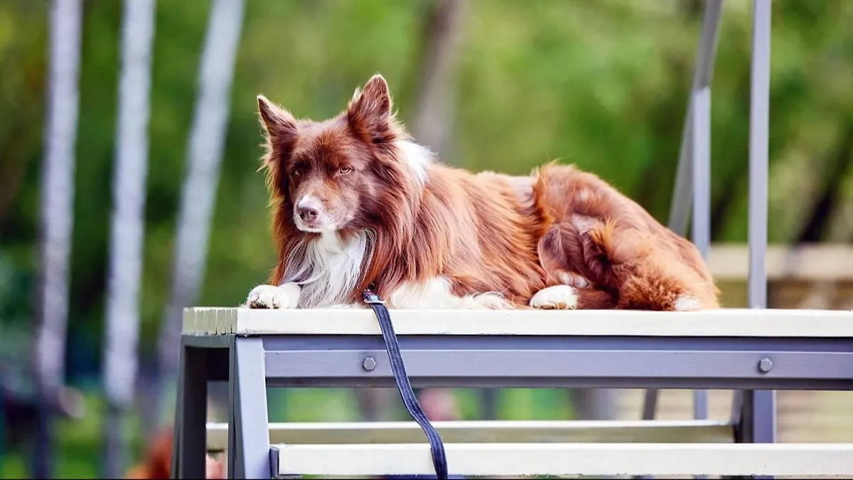 В Москве появится ещё 24 современные площадки для прогулок с собаками. Обложка © Mos.ru / М. Денисов