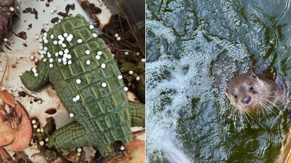 В Ленинградском зоопарке выдры чуть не погибли из-за брошенной в вольер игрушки. Обложка © Telegram / Ленинградский зоопарк