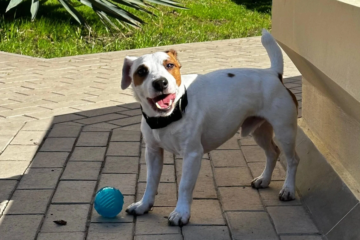 Защитить собаку от клещей могут капли и специальные таблетки. Обложка © Life.ru