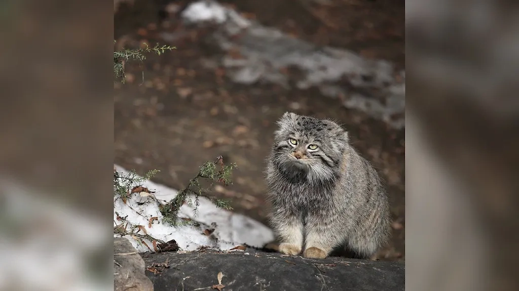 Манул. Обложка © Telegram / Московский зоопарк / Елена Кириллова