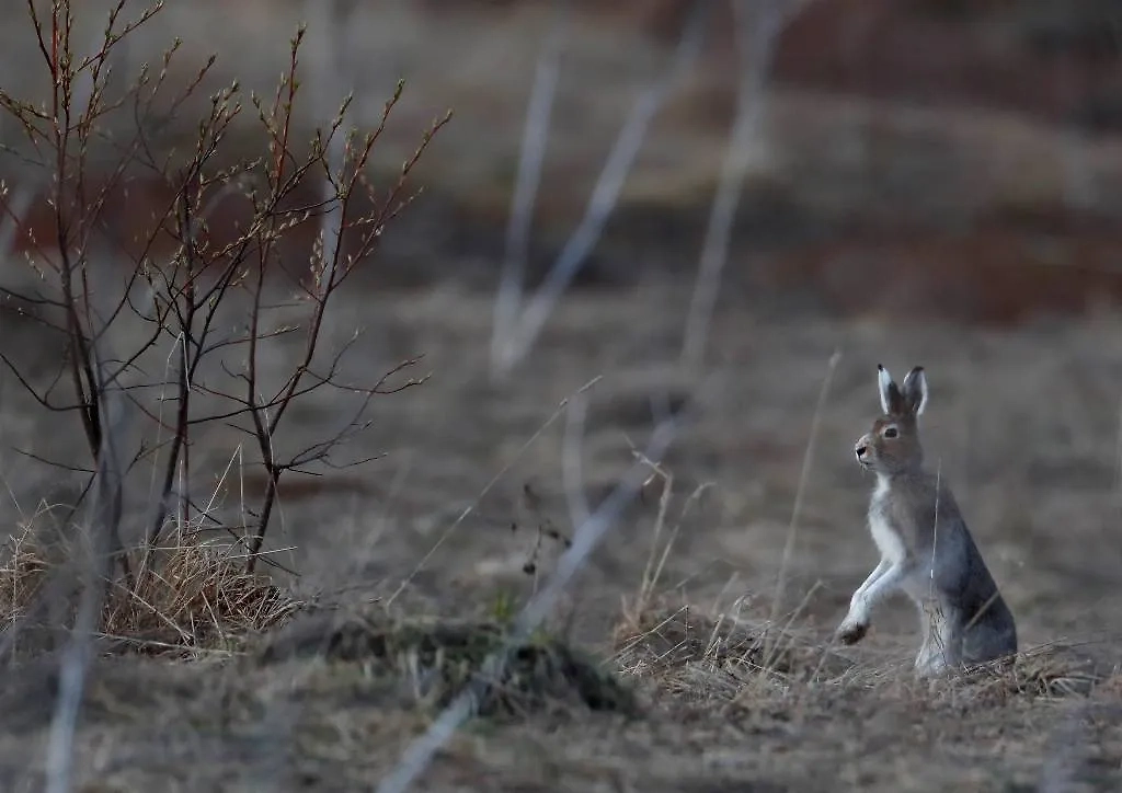 Дикий заяц. Обложка © ТАСС / EPA / SERGEI CHIRIKOV