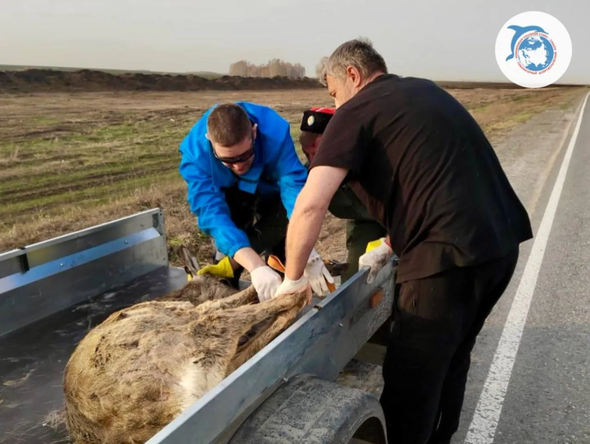 Фото © Telegram / Гуманитарный добровольческий корпус