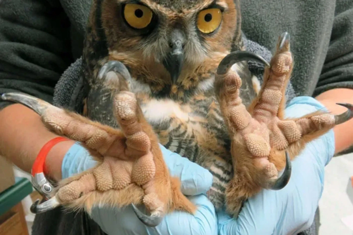 Фото © Reddit / Mophandel