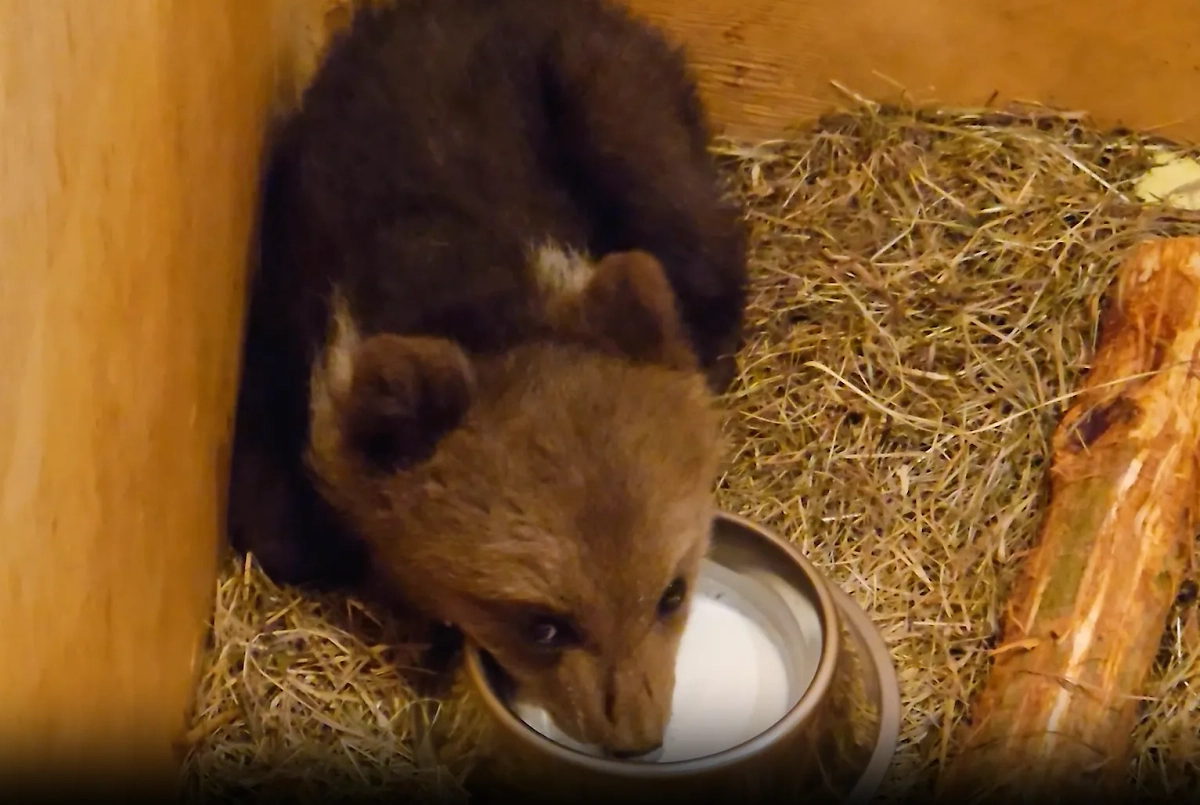 В Новгородской области нашли истощённого медвежонка без медведицы. Видео © VK / Центр спасения медвежат-сирот
