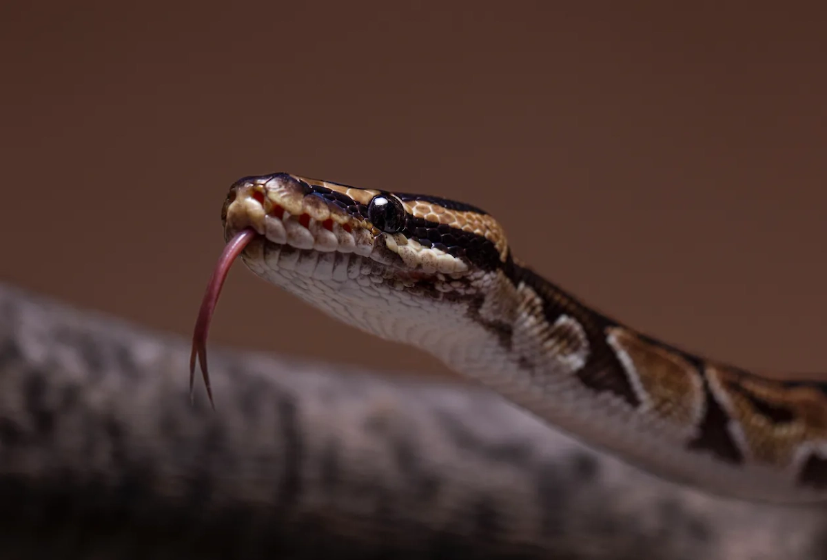 Даже вялая гадюка может укусить в лесу. Обложка © freepik