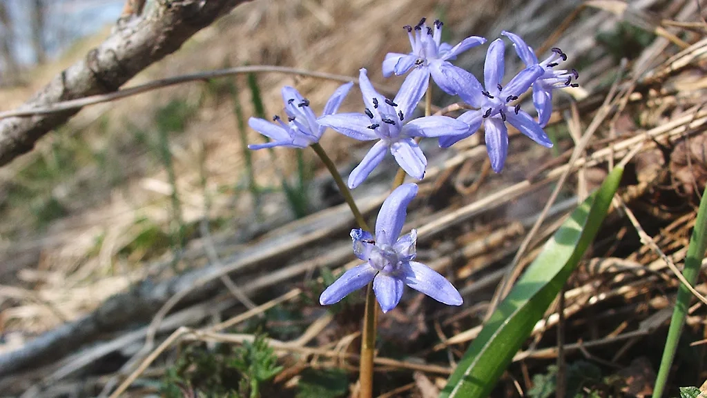 Какие цветы первыми зацветают ранней весной? Фото © Wikipedia / Scilla bifolia