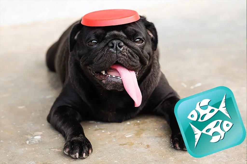 Рыбы и собаки: какая порода подходит лучше всего? Фото © Shutterstock / FOTODOM