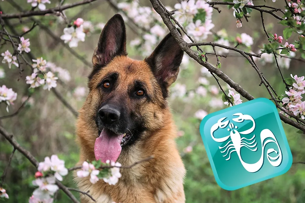 Какая собака олицетворяет знак зодиака Скорпион? Фото © Shutterstock / FOTODOM