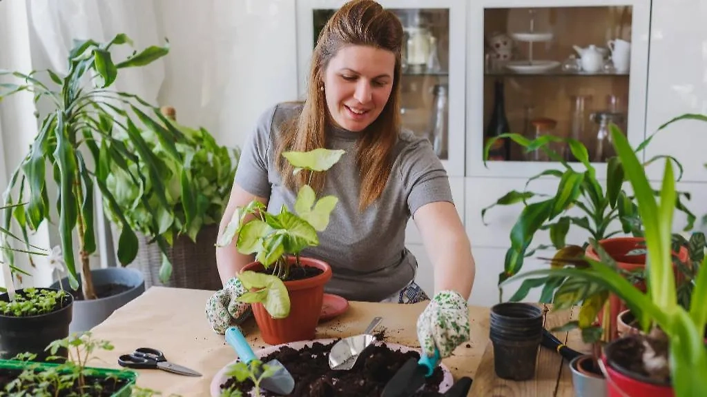 Растения, которые приносят удачу. Обложка © Shutterstock / FOTODOM