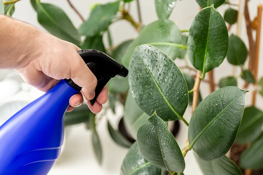 Благополучие и уют благодаря фикусу в вашем доме. Фото © Shutterstock / FOTODOM