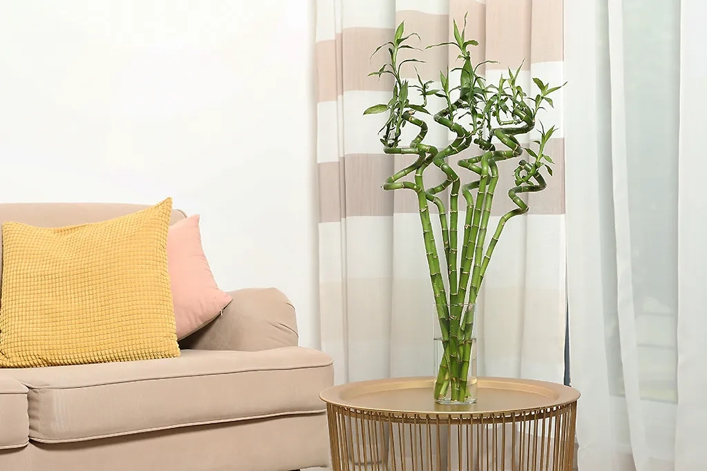 Усильте поток удачи с бамбуком счастья. Фото © Shutterstock / FOTODOM