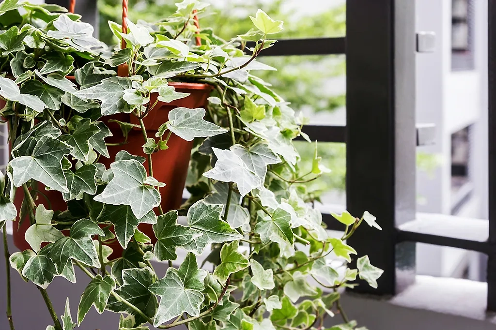 Привлеките позитивную энергию с плющом. Фото © Shutterstock / FOTODOM