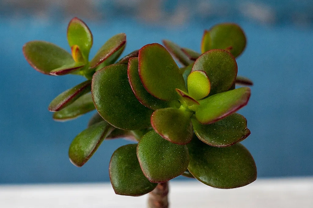 Привлекайте богатство с денежным деревом. Фото © Shutterstock / FOTODOM