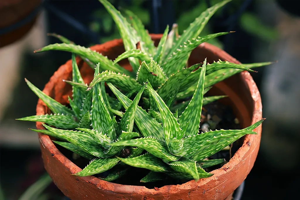 Защитите дом от негатива с алоэ вера. Фото © Shutterstock / FOTODOM