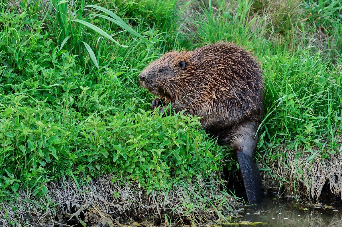 Бобёр. Обложка © Shutterstock / FOTODOM