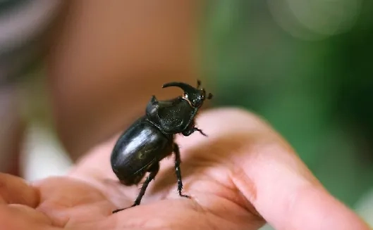 В Европе появились странные клещи. Обложка © freepik / efe_madrid