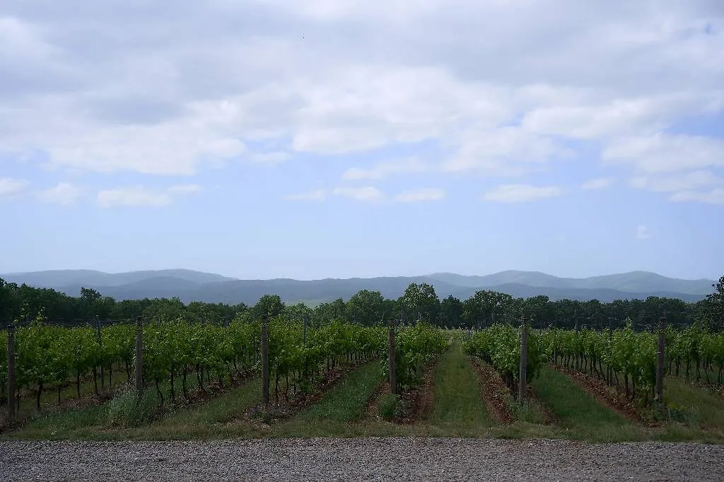 Дарья Молодцова с мужем и друзьями в винодельне на Кубани. Фото © Предоставлено Life.ru / Ташматова Наталья