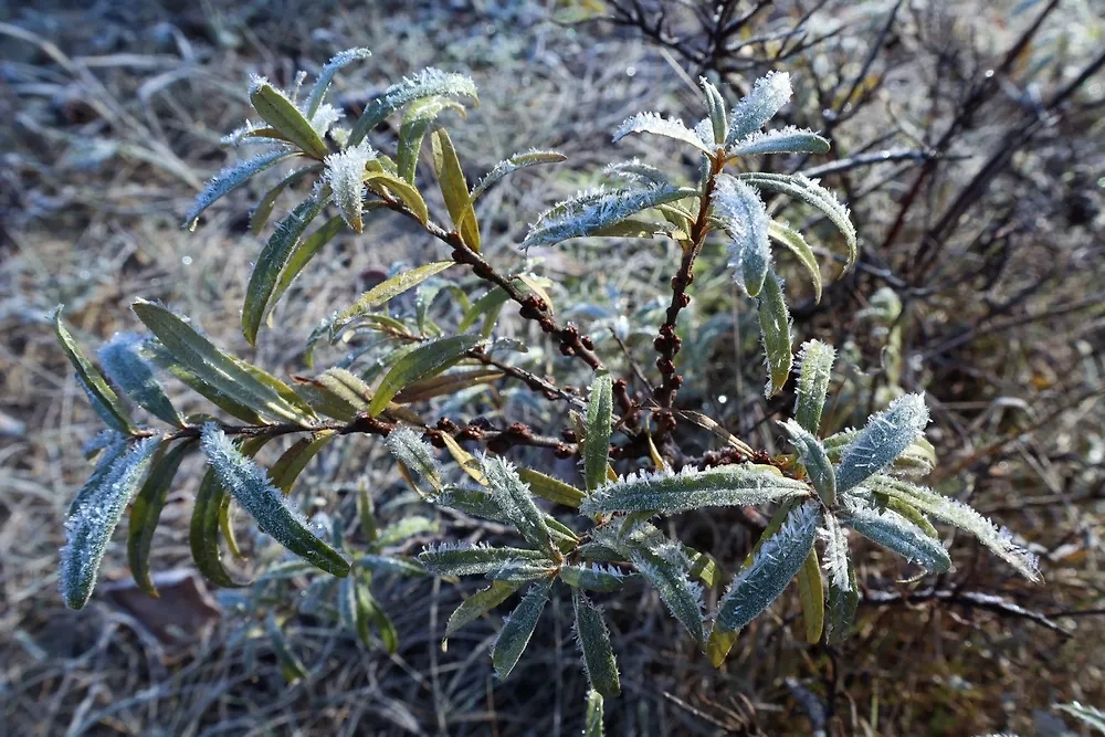 МЧС Кубани предупредило жителей о сильных заморозках. Обложка © Shutterstock / FOTODOM