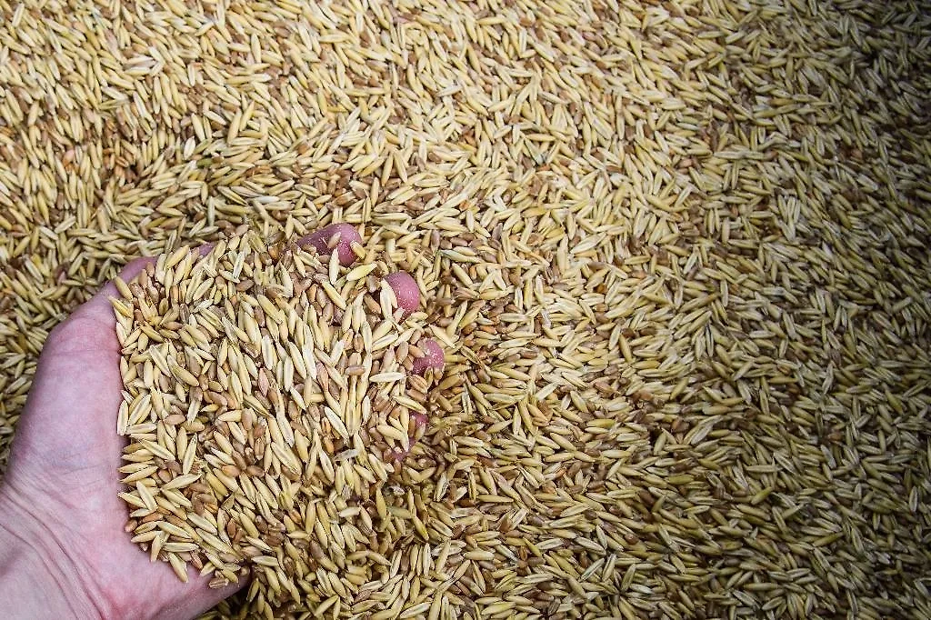 Наши предки считали, что 7 мая — последняя возможность для посева овса. Фото © Ura.ru / TASS