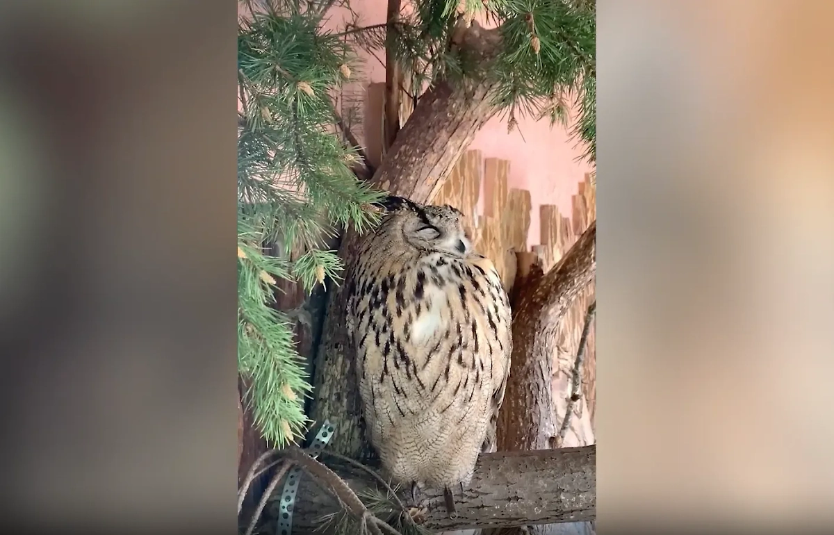 Филин Емеля. Видео © Telegram / Ленинградский зоопарк
