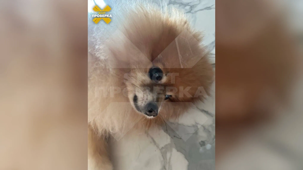 Дюша. Фото © SHOT Проверка