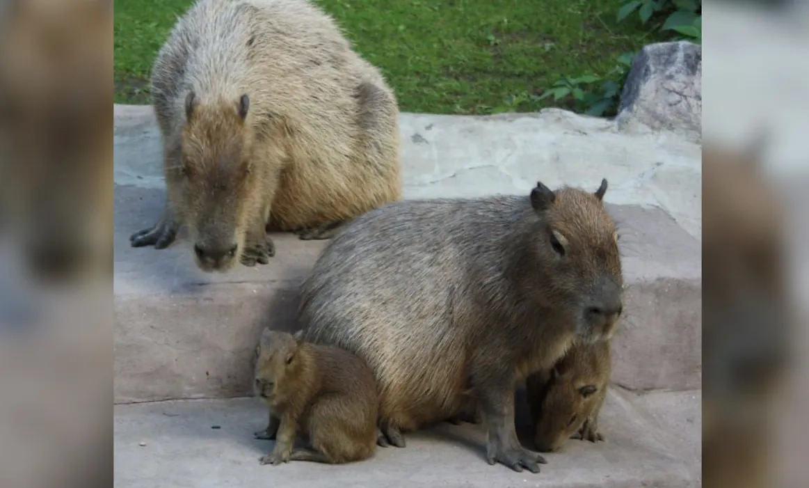 Капибары в Московском зоопарке. Фото © Telegram / Светлана Акулова