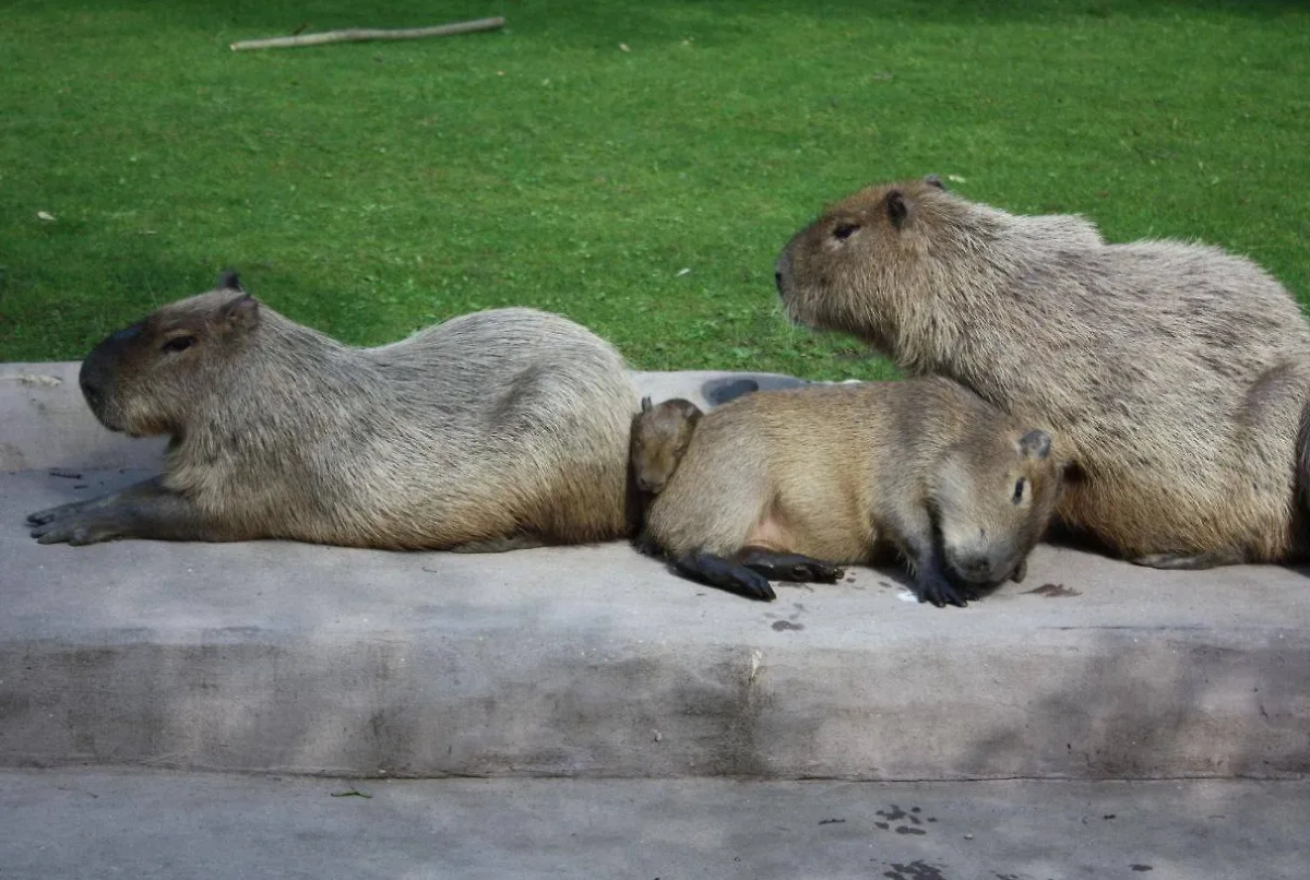 Капибары в Московском зоопарке. Обложка © Telegram / Светлана Акулова