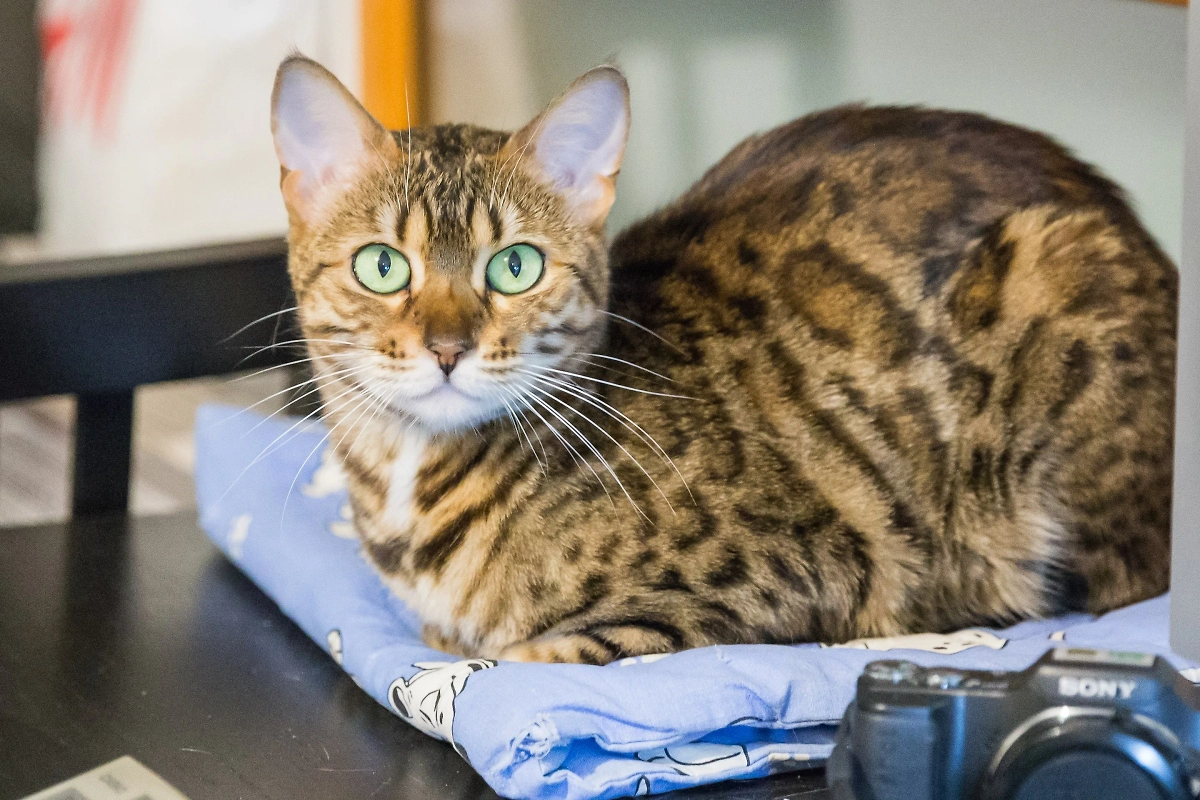 Бенгальская кошка: энергия, стиль и минимальное количество шерсти. Фото © Wikipedia / William Crochot