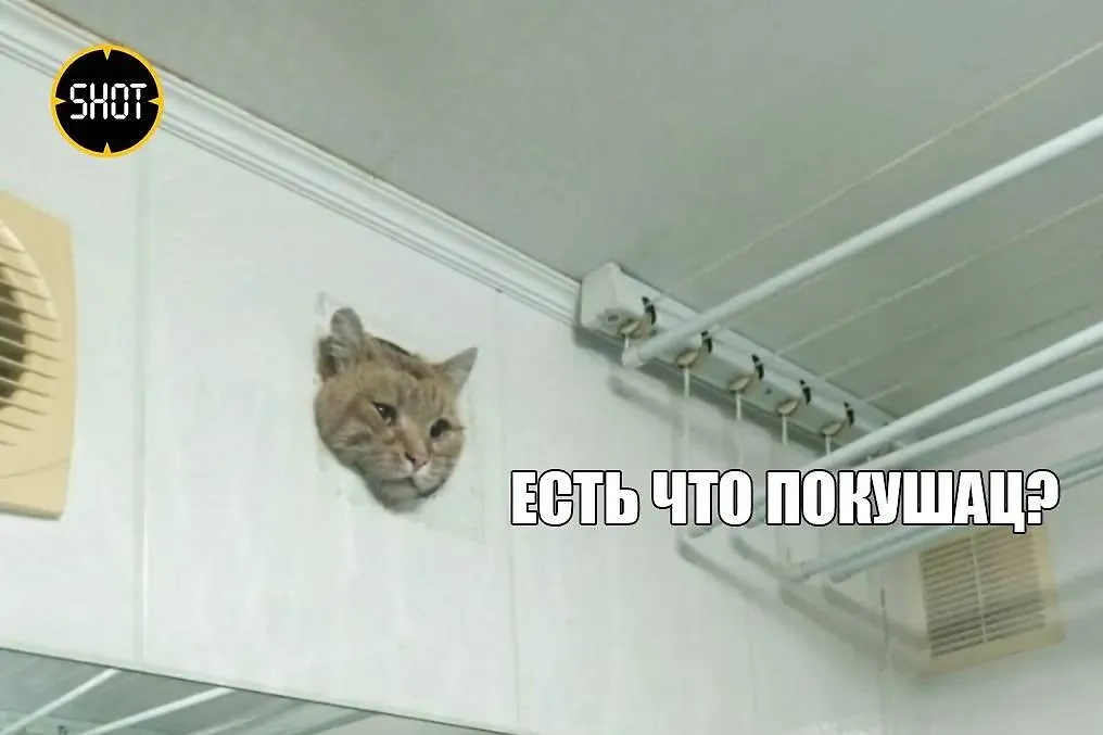 Мем с застрявшим котом. Фото © SHOT