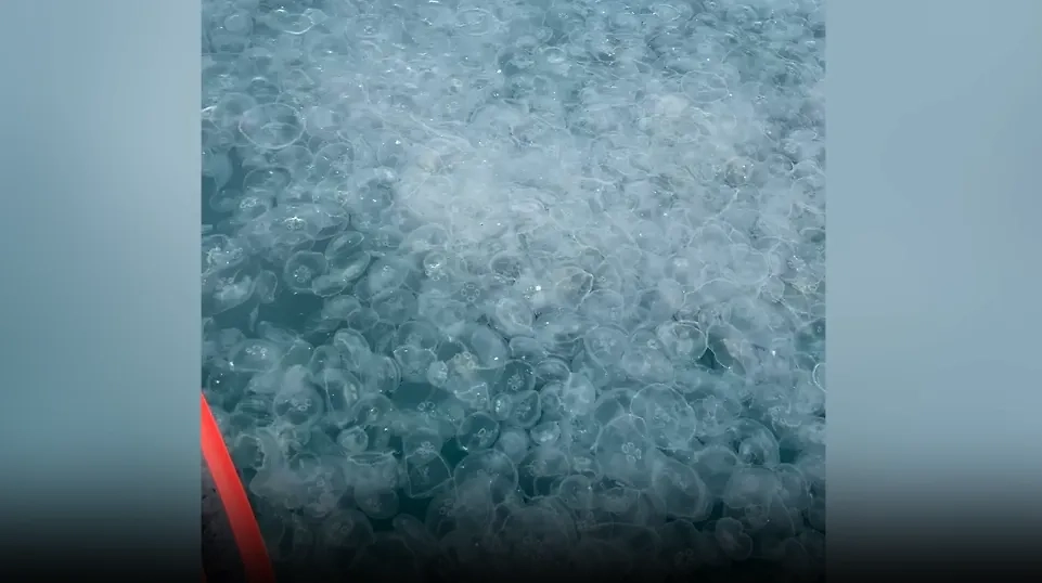 Медузы, заполонившие пляжи Анапы. Обложка © VK / Краснодарский край