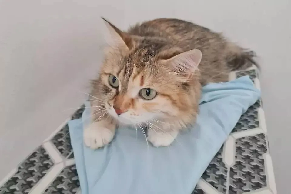 Кошечка Сима оказалась пушистой красоткой с неземными глазами. Фото © Пресс-служба Кольцово