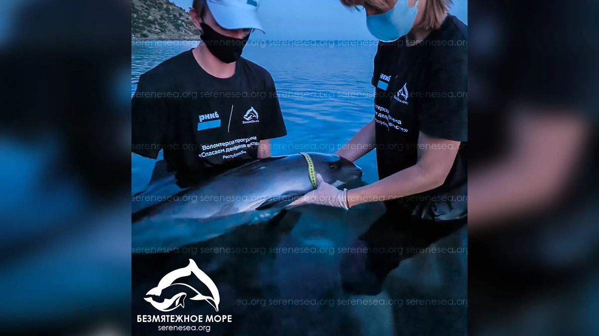Инфицированный азовский дельфин. Фото © Telegram / sereneseadolphins_channel