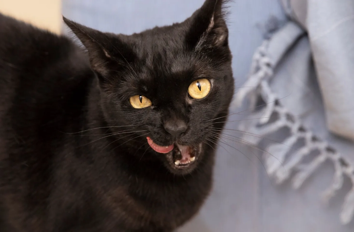 Чёрные кошки: каким характером обладают? Фото © Freepik