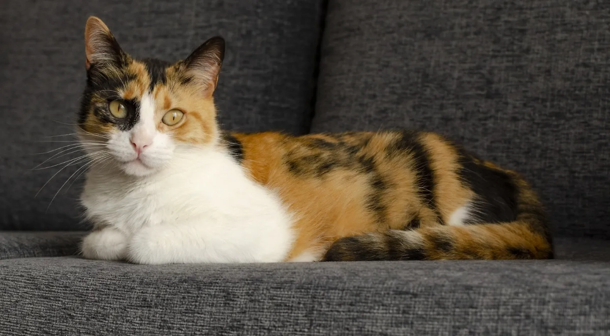 Черепаховые кошки (торти): чем они уникальны? Фото © Freepik / wirestock