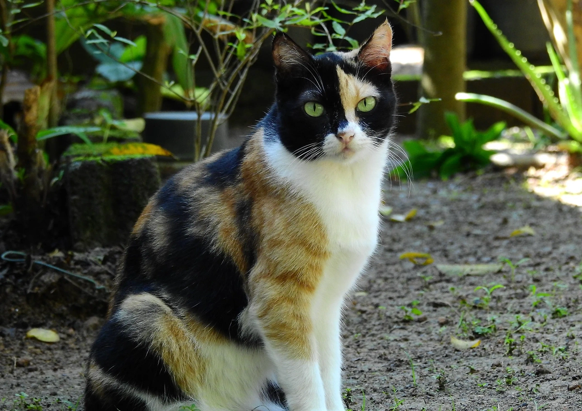 Правда ли, что трёхцветные кошки приносят удачу: какие они на самом деле? Фото © Wikipedia / Rehman