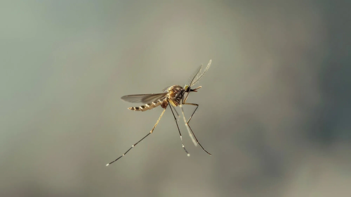 Дедовское средство: назван лучший метод борьбы с комарами. Обложка © Freepik