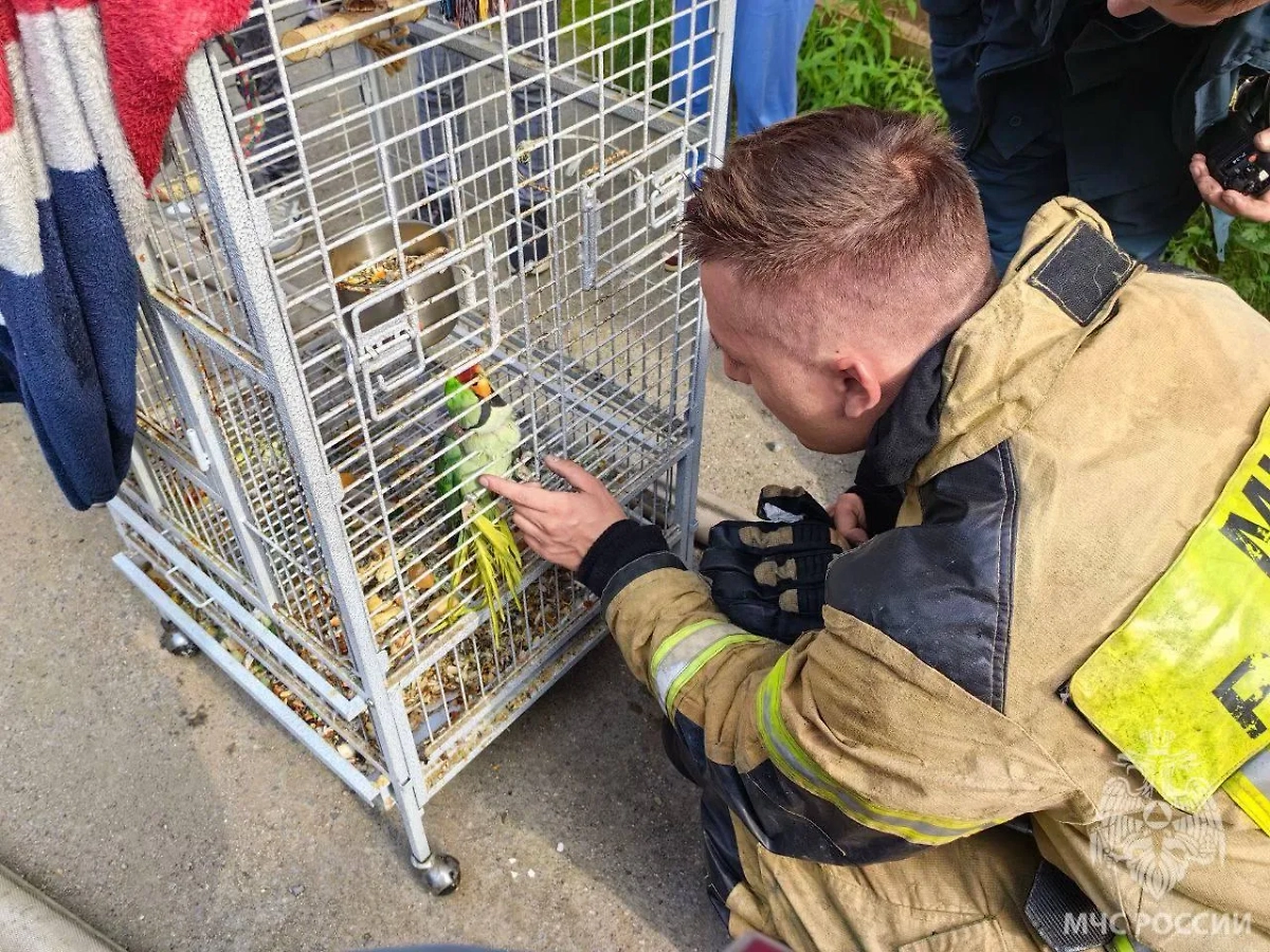 Попугай, спасённый из пожара в Магадане, и сотрудник МЧС. Обложка © Telegram / МЧС России