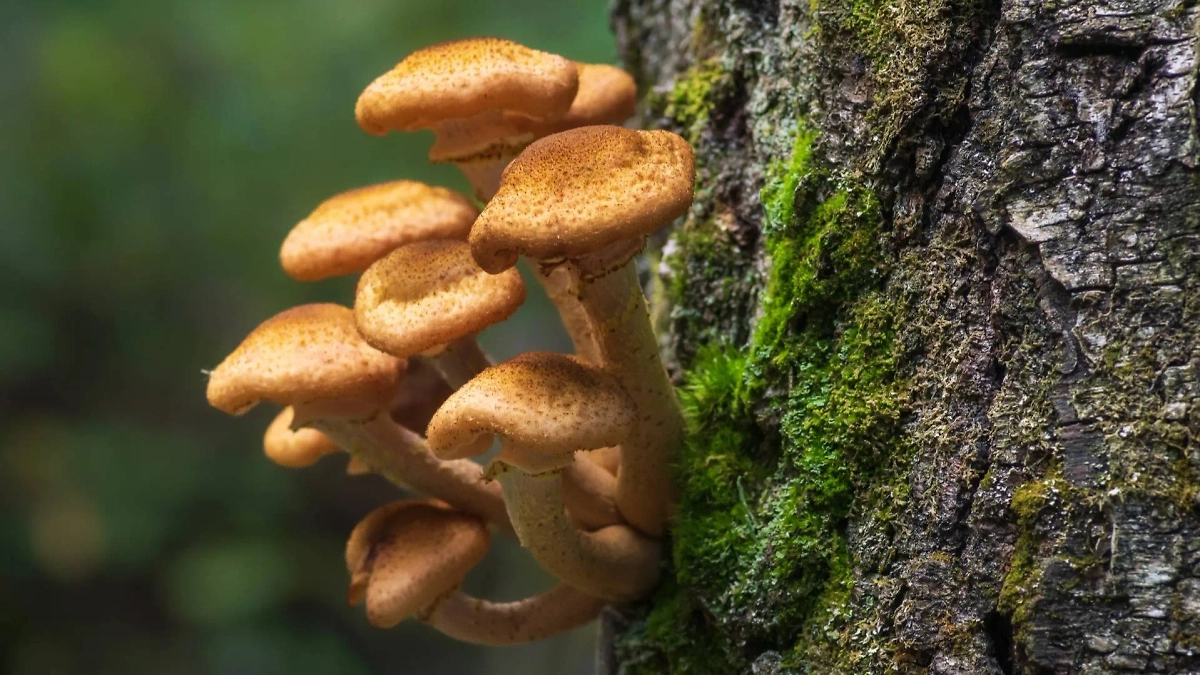 Опята: где растут и как выглядят съедобные грибы. Фото © Shutterstock / FOTODOM / IJPhoto