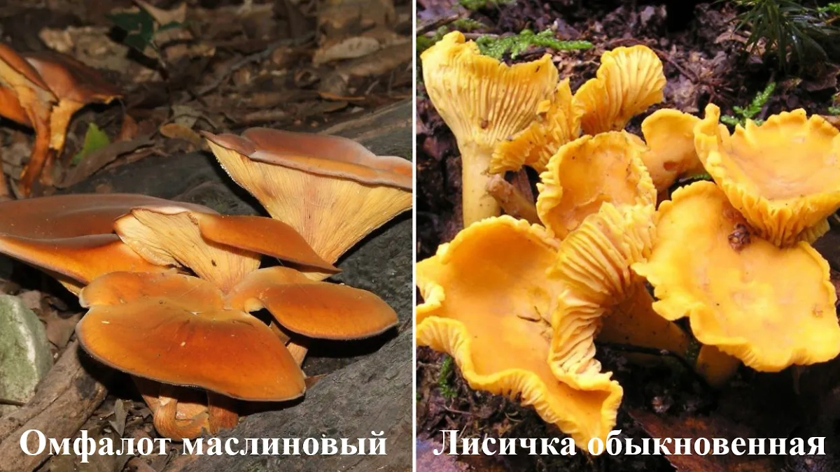 Грибы лисички: ядовитые и съедобные грибы. Фото © Wikipedia / Antonio Abbatiello, © Wikipedia