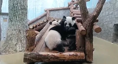 Панда Диндин с дочкой Катюшей. Фото © Telegram / Светлана Акулова