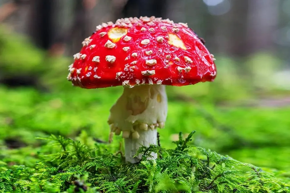 Почему мухомор красный смертельно опасен. Фото © Shutterstock / FOTODOM / Magnus Binnerstam